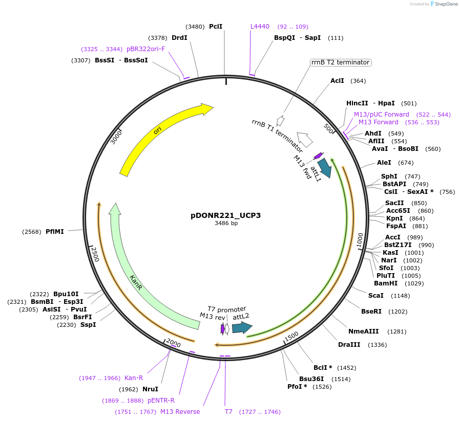 132258-plasmid-map-sequence-id-263894