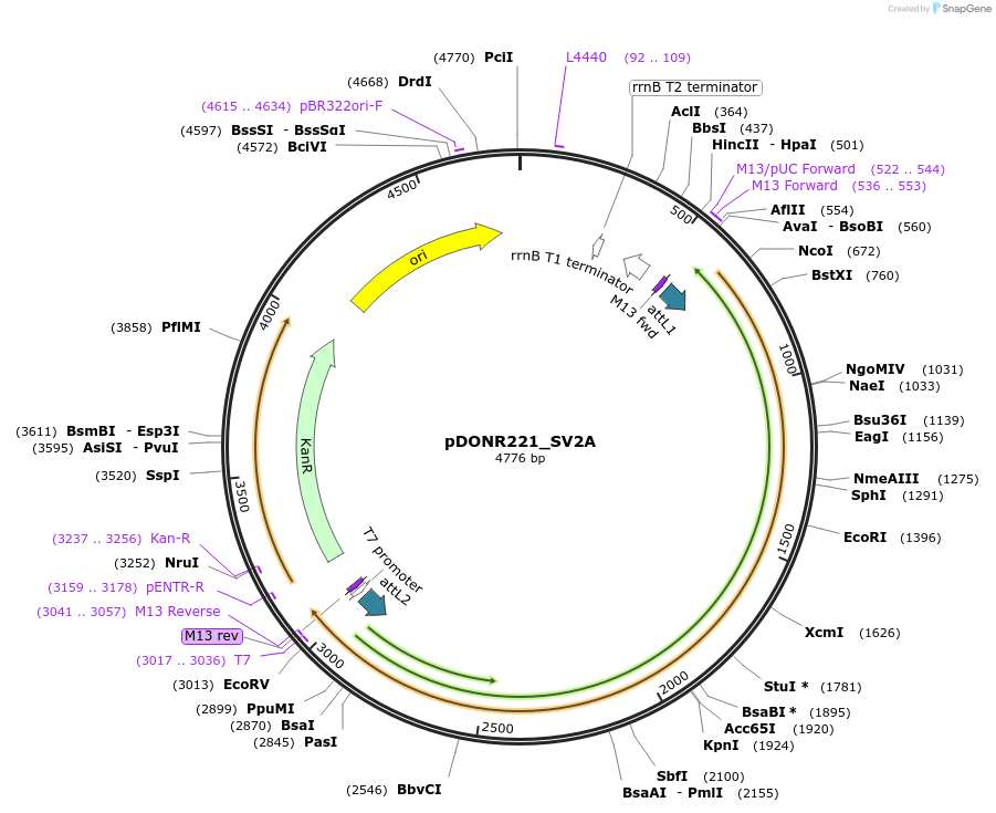 132257-plasmid-map-sequence-id-263895