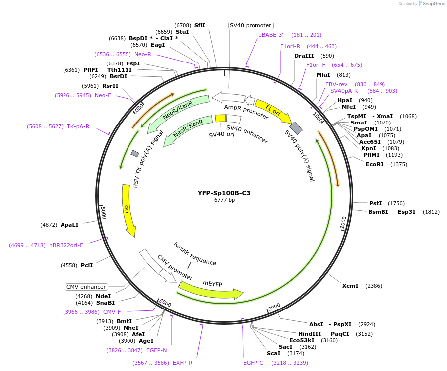 134553-plasmid-map-sequence-id-263906