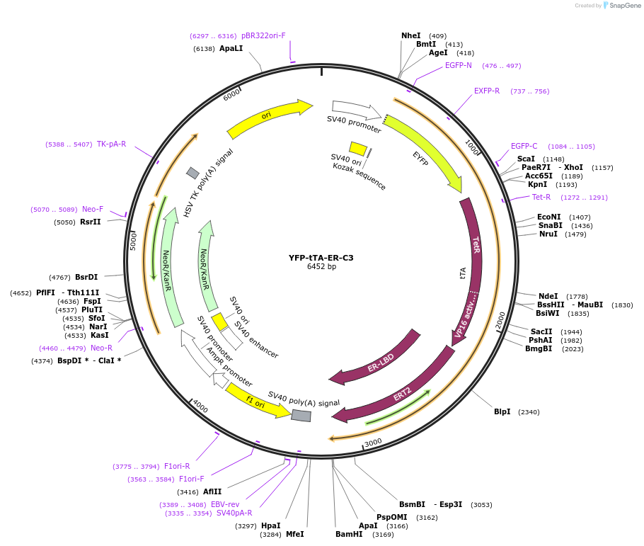 134568-plasmid-map-sequence-id-263908
