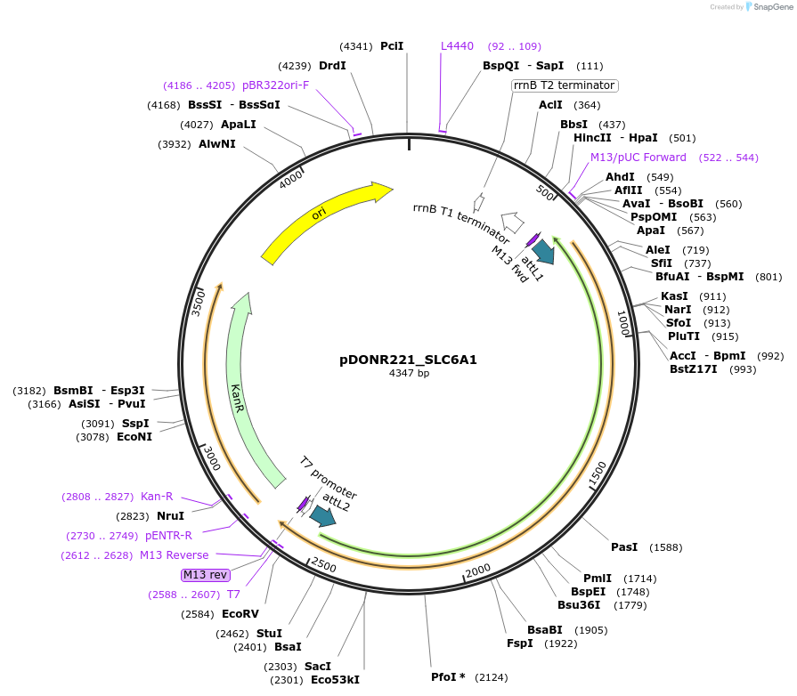 132242-plasmid-map-sequence-id-264203