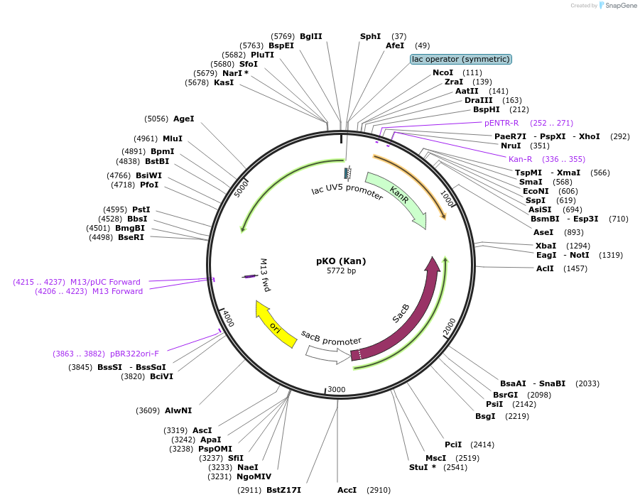 110086-plasmid-map-sequence-id-264226