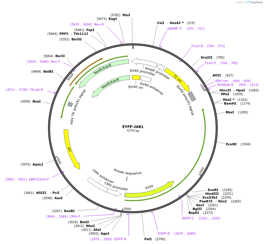 111213-plasmid-map-sequence-id-264344