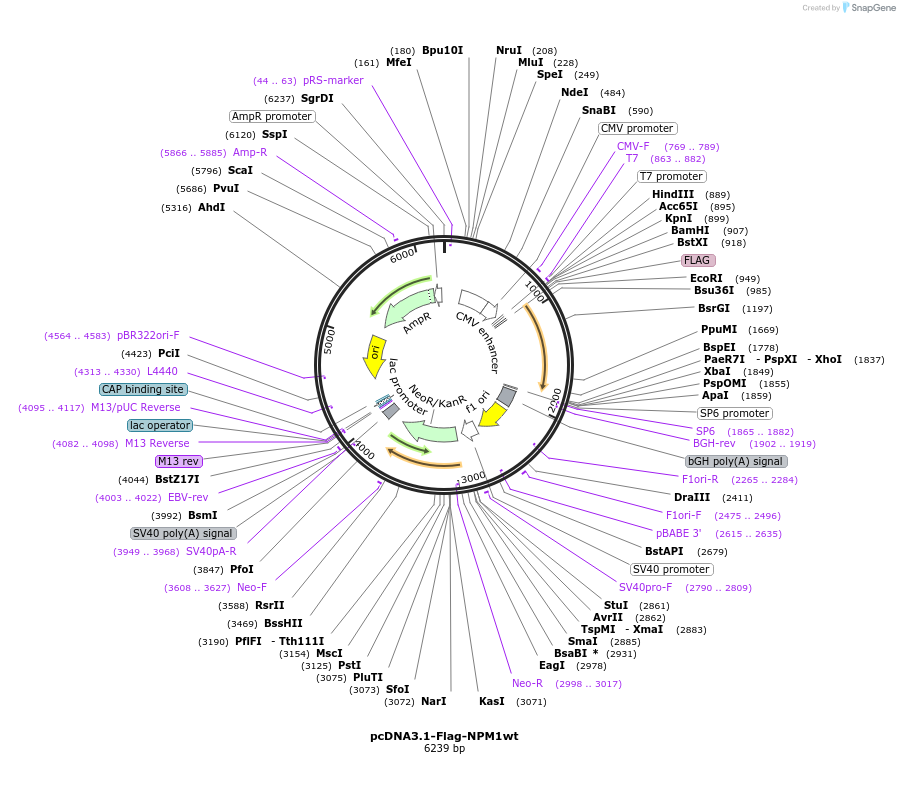 131810-plasmid-map-sequence-id-264365