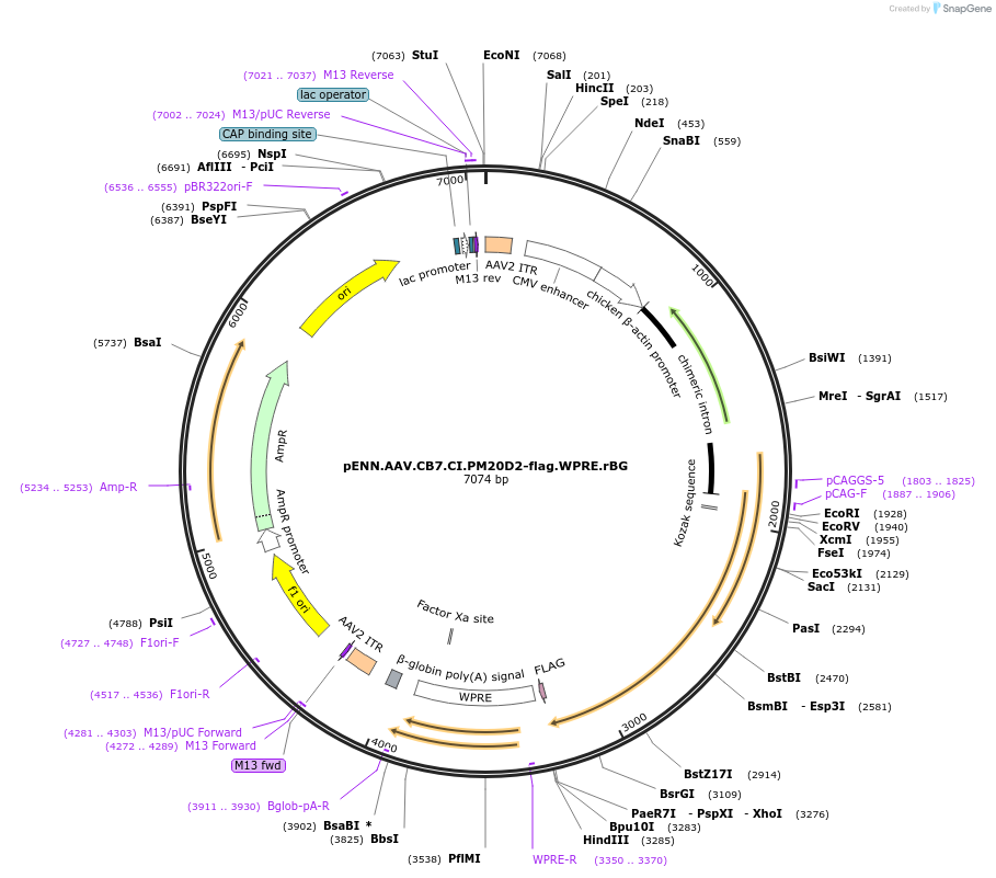 132684-plasmid-map-sequence-id-264379
