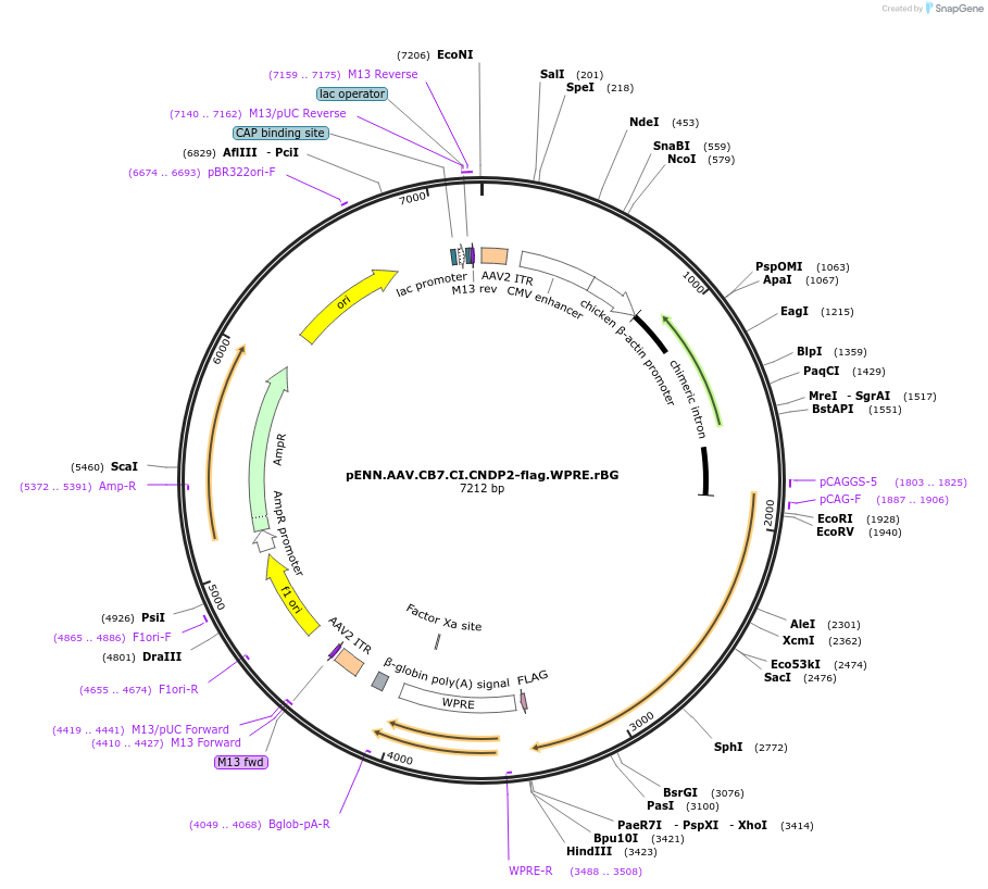132685-plasmid-map-sequence-id-264398