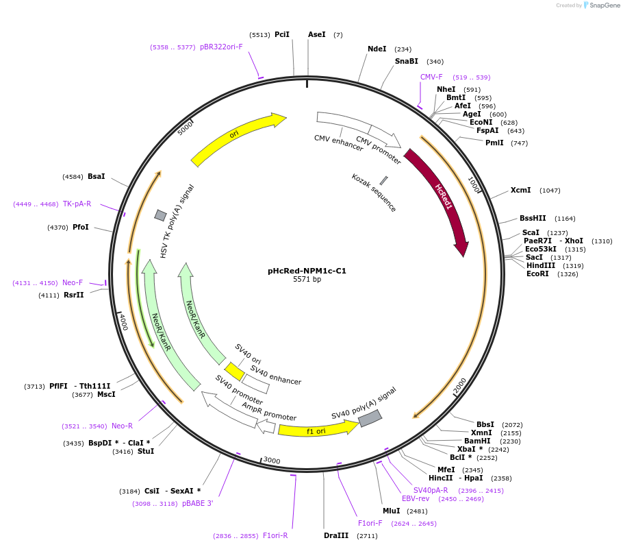 131821-plasmid-map-sequence-id-264399