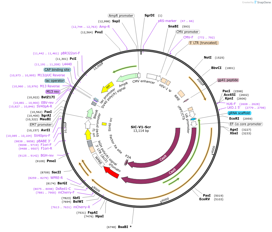 133042-plasmid-map-sequence-id-264423