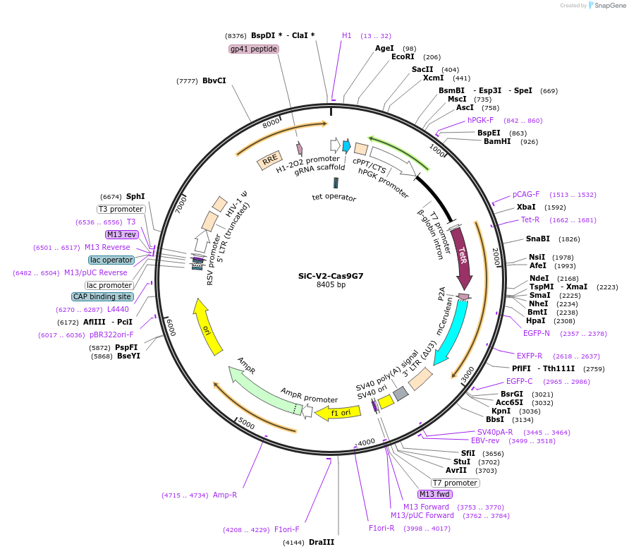 133043-plasmid-map-sequence-id-264424