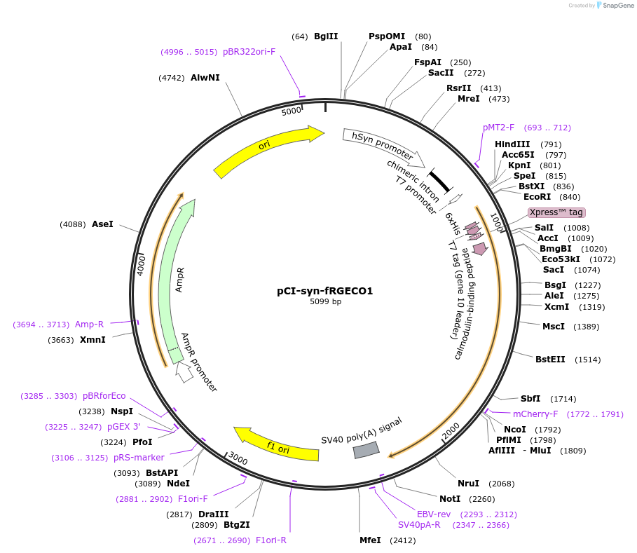 125243-plasmid-map-sequence-id-264434