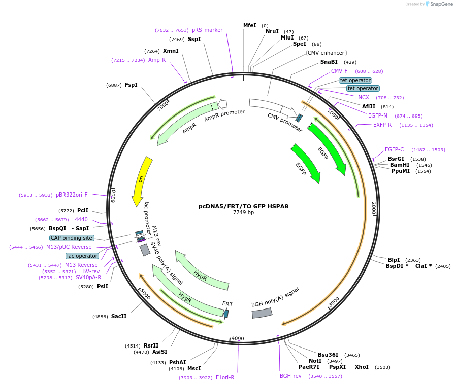19487-plasmid-map-sequence-id-264452