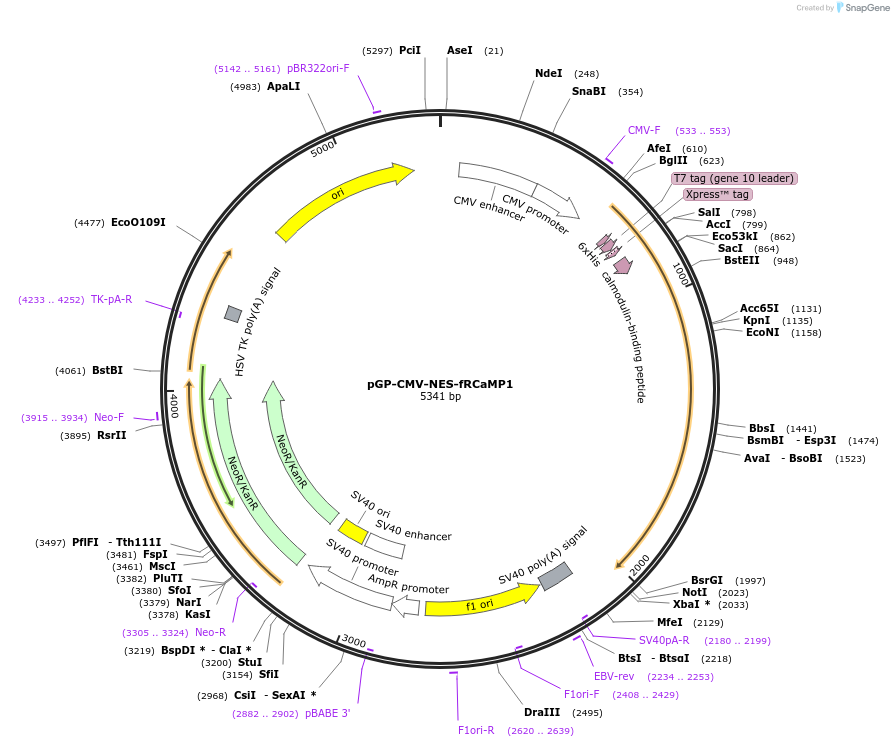 125249-plasmid-map-sequence-id-264453