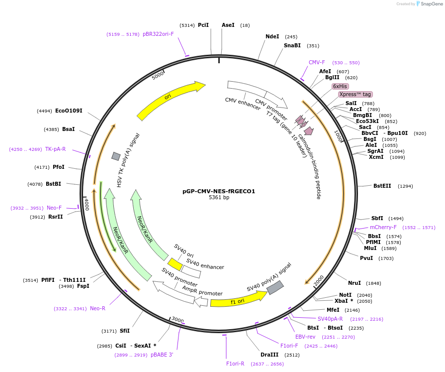 125247-plasmid-map-sequence-id-264454
