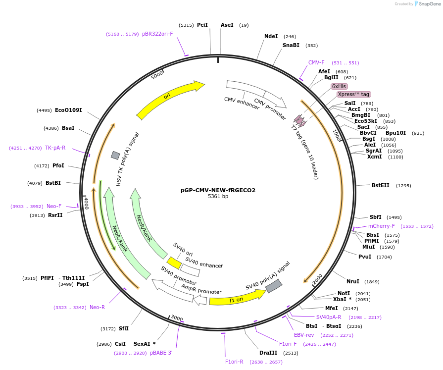 125248-plasmid-map-sequence-id-264458