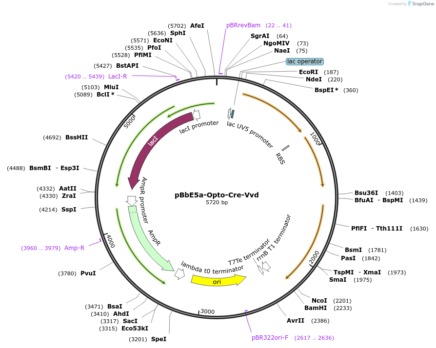 134404-plasmid-map-sequence-id-264475