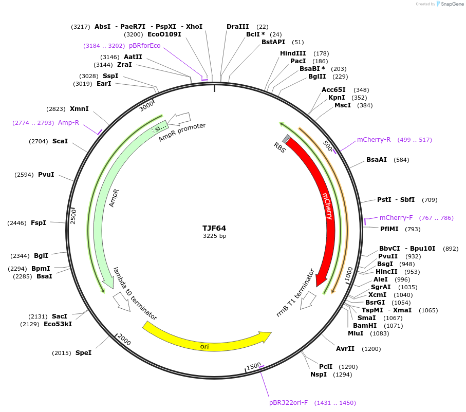 132573-plasmid-map-sequence-id-264481