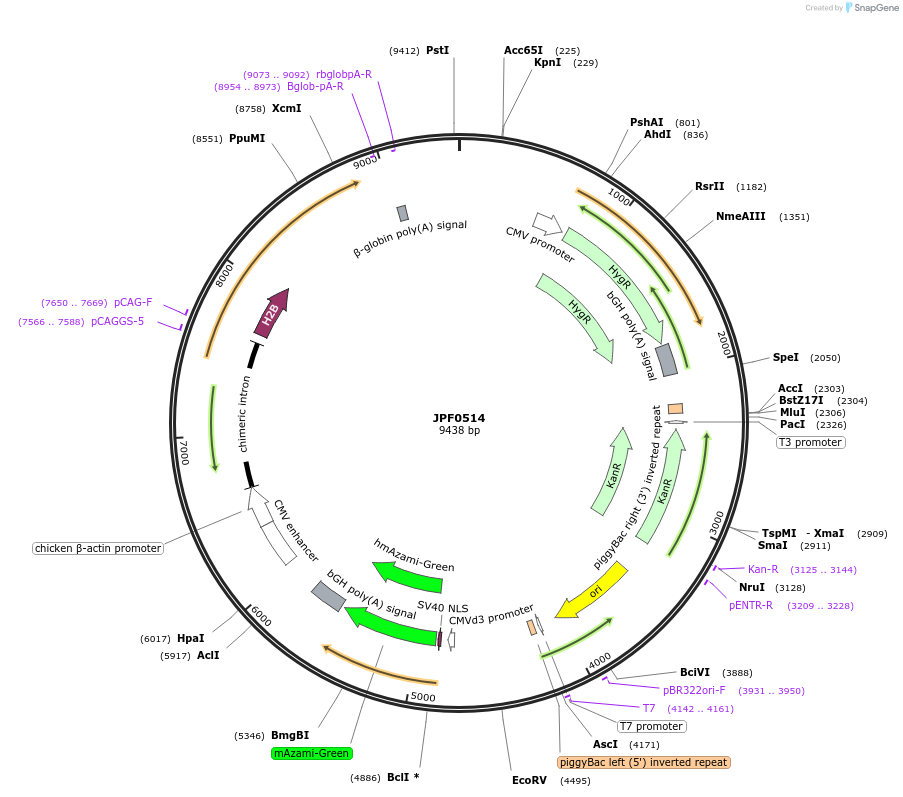 124005-plasmid-map-sequence-id-264486