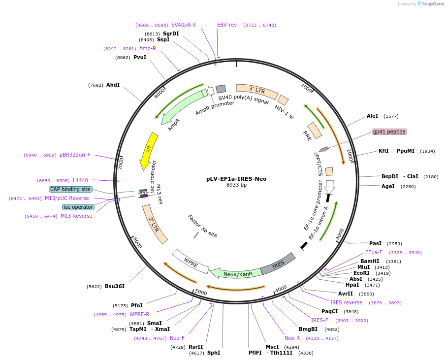 85139-plasmid-map-sequence-id-264492