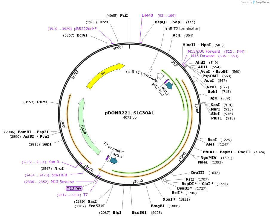 132137-plasmid-map-sequence-id-264524