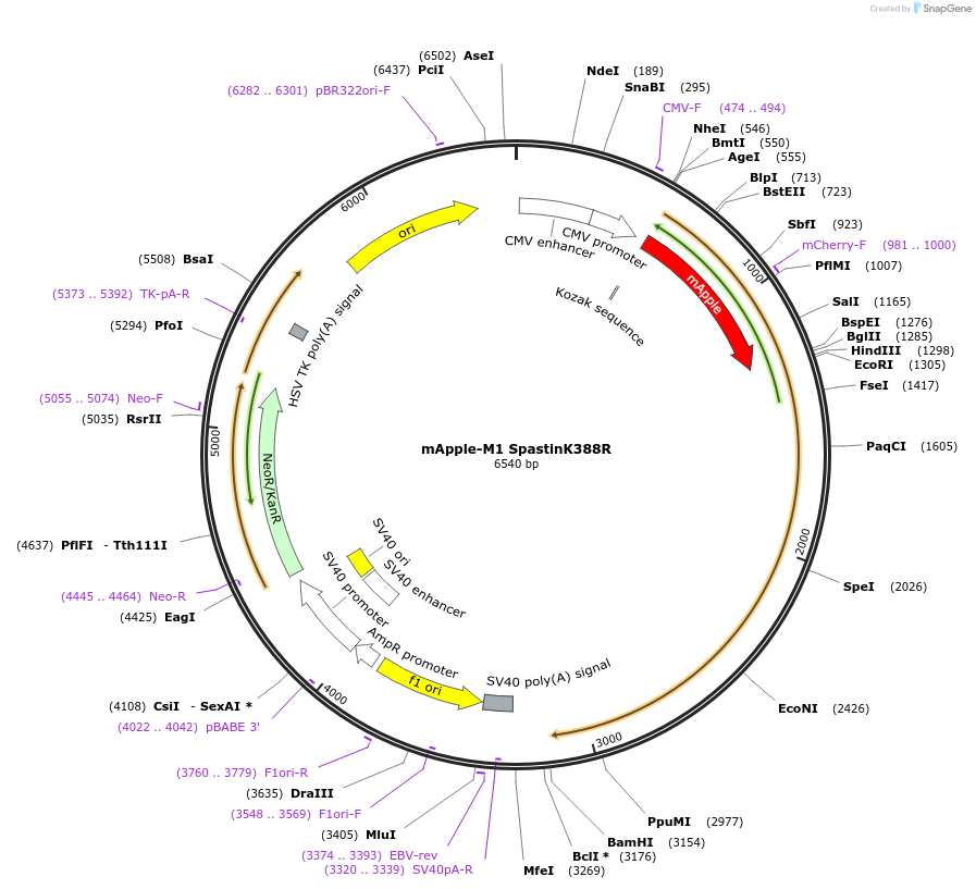 134463-plasmid-map-sequence-id-264535