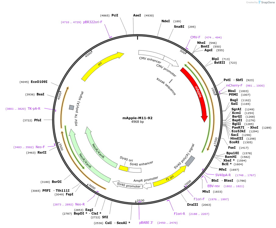 134466-plasmid-map-sequence-id-264536