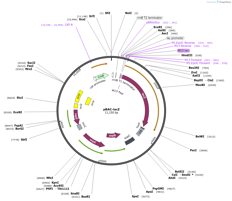 13422-plasmid-map-sequence-id-264552