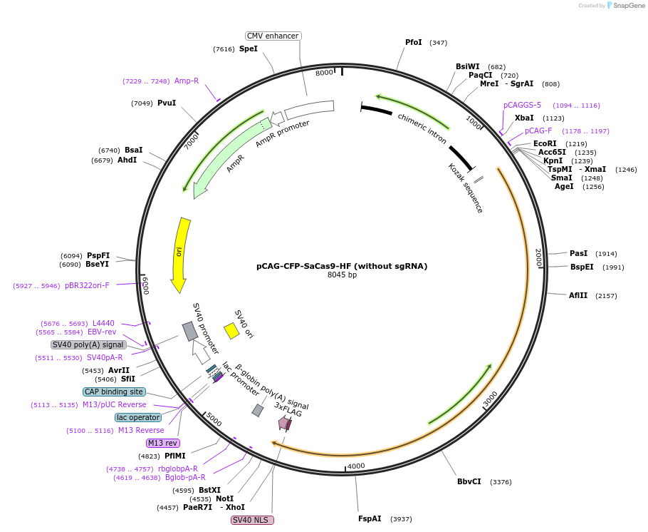 134470-plasmid-map-sequence-id-264583