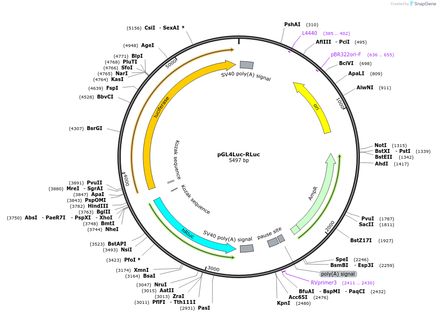 64034-plasmid-map-sequence-id-264805