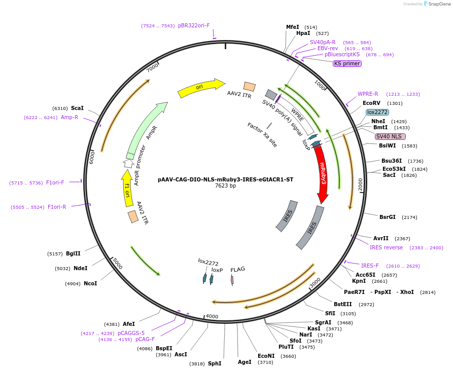 109048-plasmid-map-sequence-id-264817