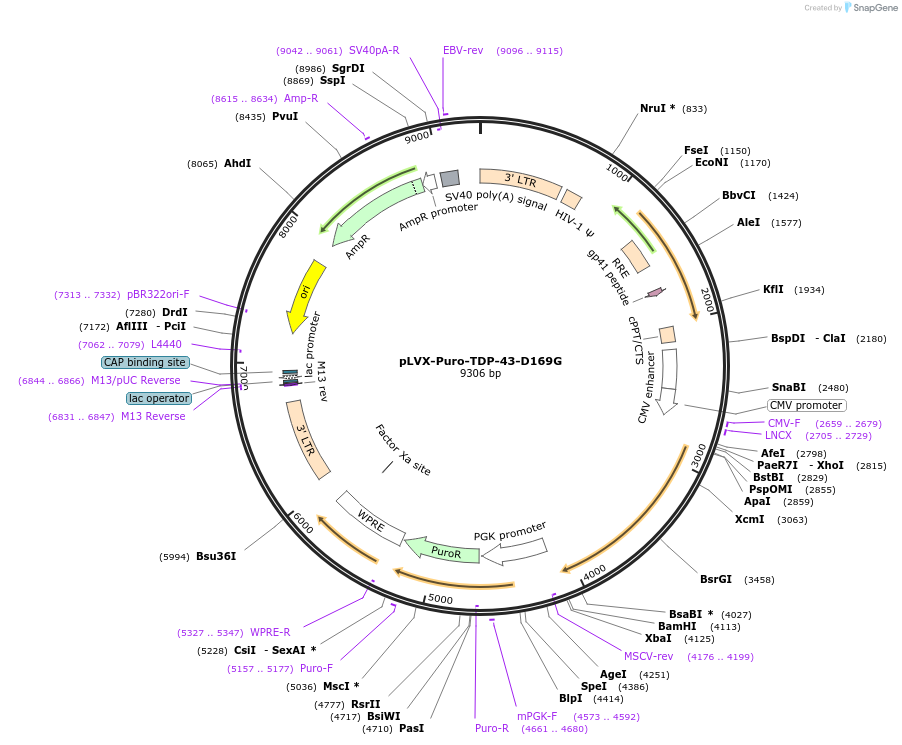 133757-plasmid-map-sequence-id-264905