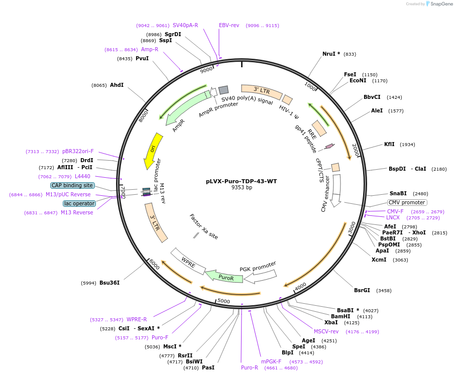 133753-plasmid-map-sequence-id-264910