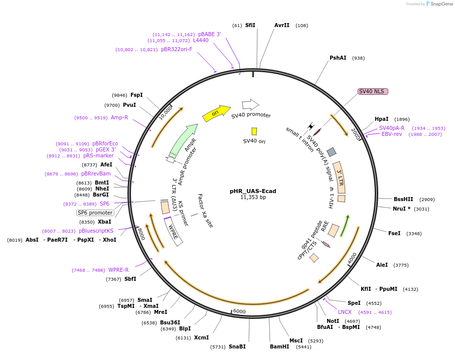 133804-plasmid-map-sequence-id-264937