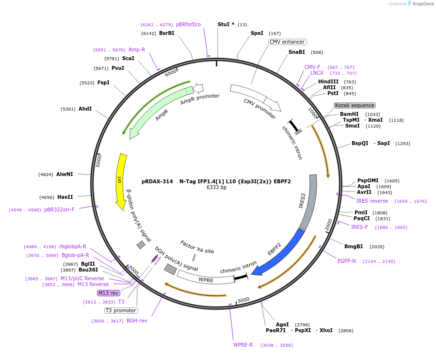 129817-plasmid-map-sequence-id-264958