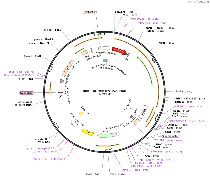 133807-plasmid-map-sequence-id-264959