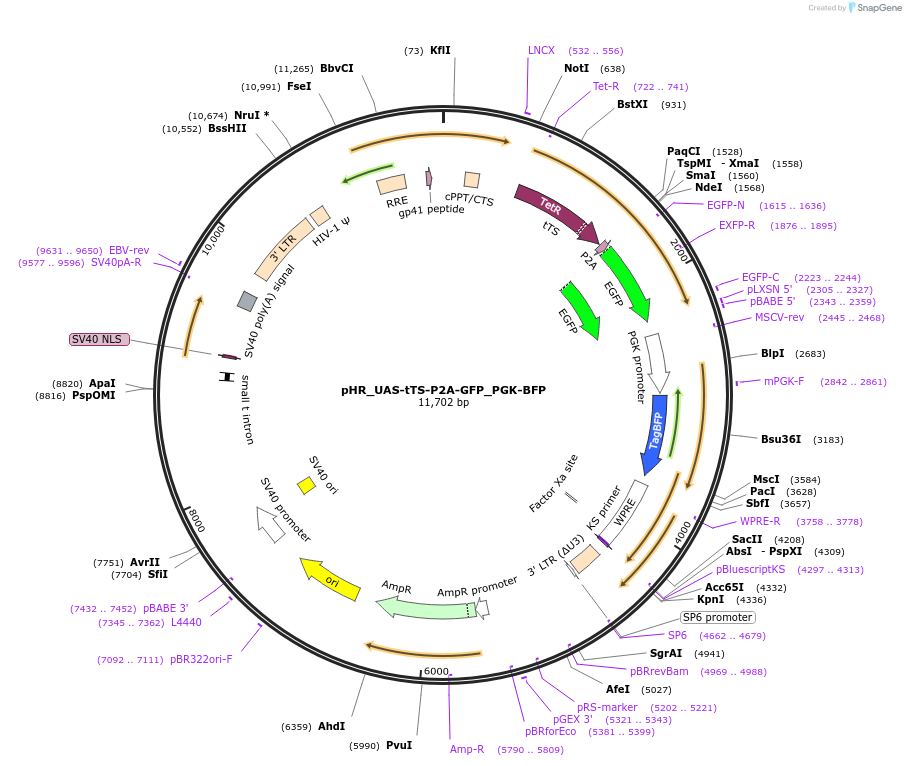 133808-plasmid-map-sequence-id-264962