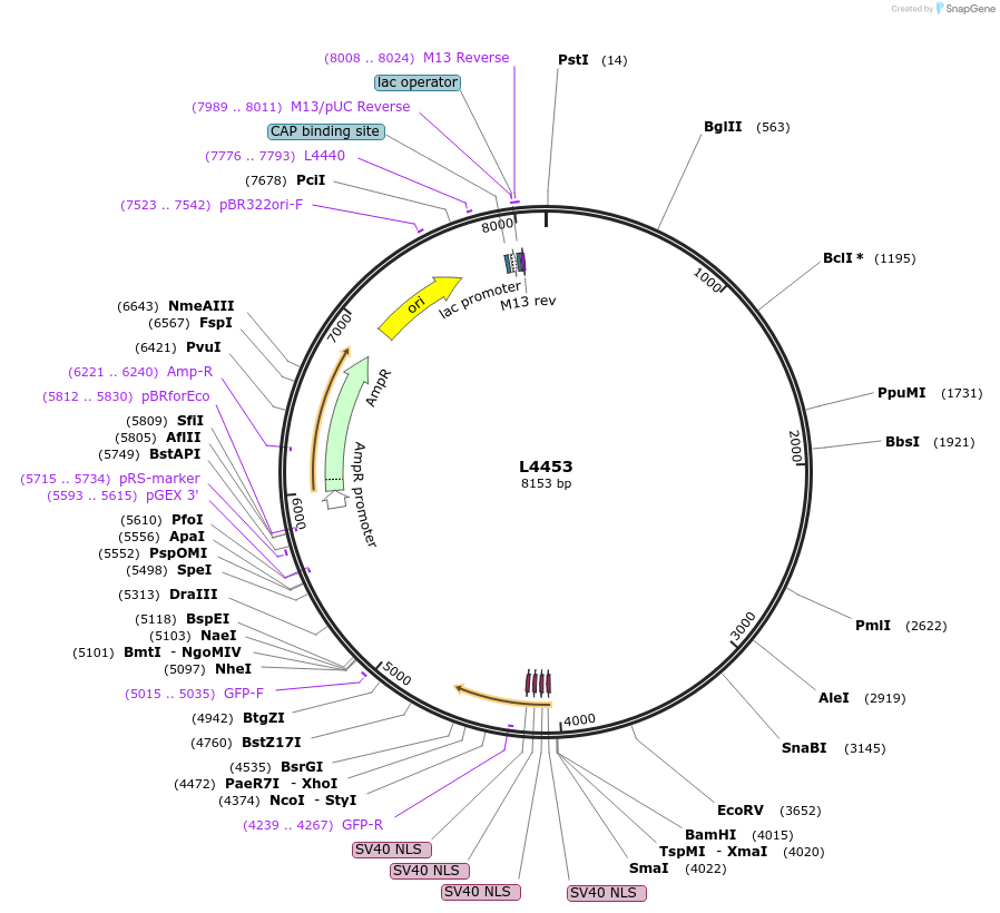 1655-plasmid-map-sequence-id-265