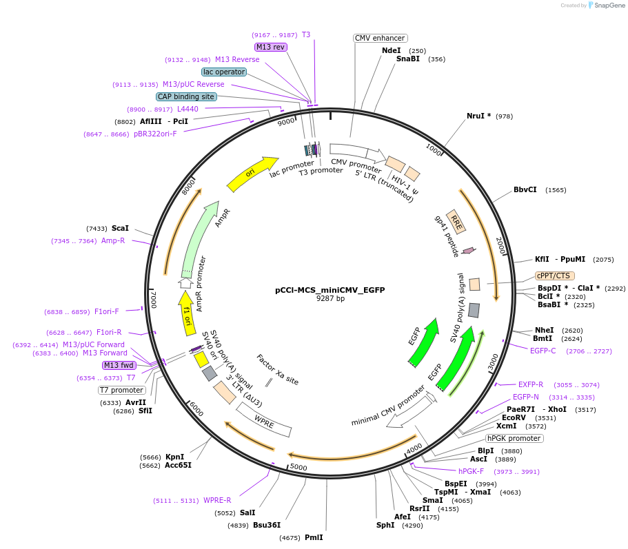 134984-plasmid-map-sequence-id-265015