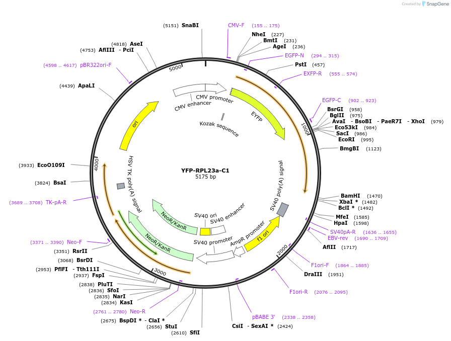 134535-plasmid-map-sequence-id-265019