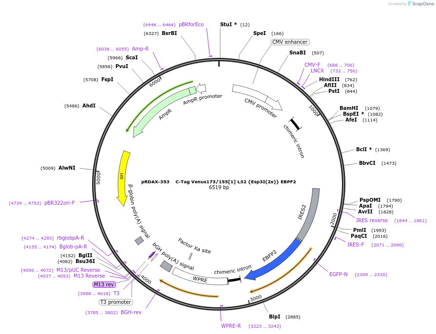 129856-plasmid-map-sequence-id-265030