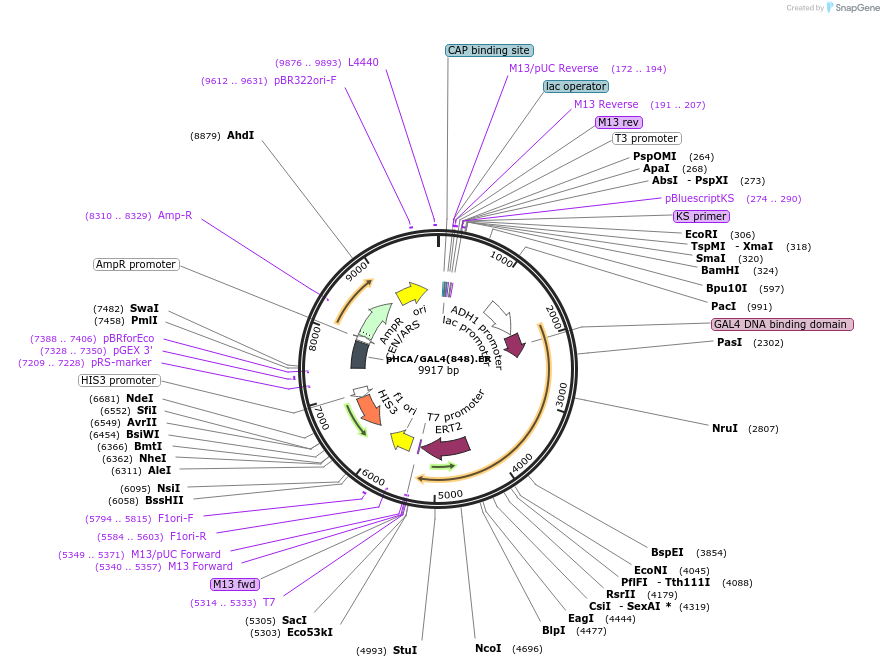 108215-plasmid-map-sequence-id-265031