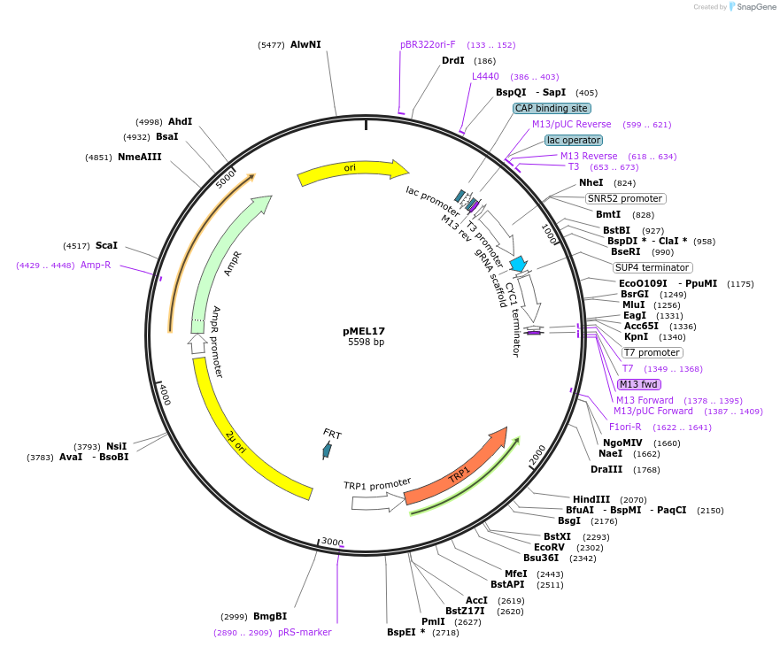 107923-plasmid-map-sequence-id-265036