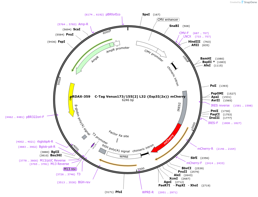 129862-plasmid-map-sequence-id-265037