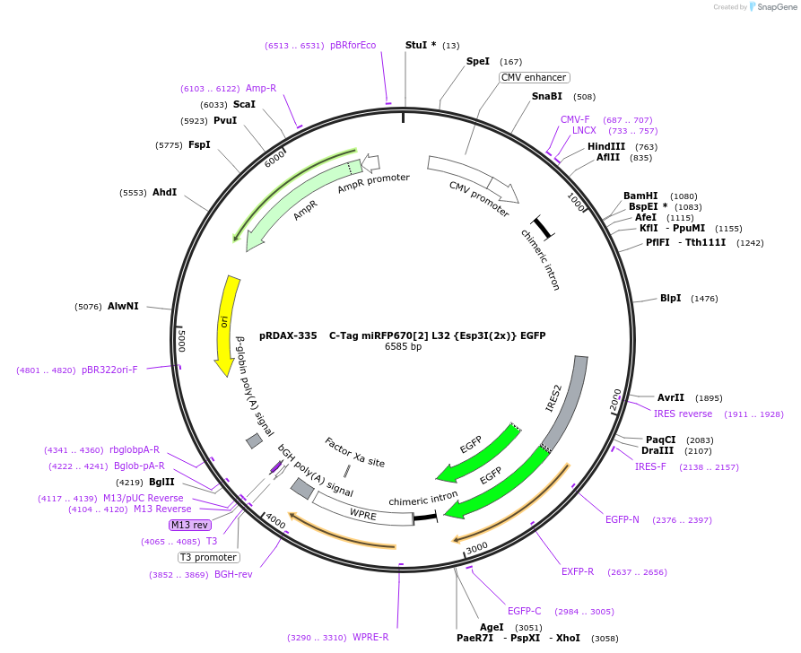 129838-plasmid-map-sequence-id-265041