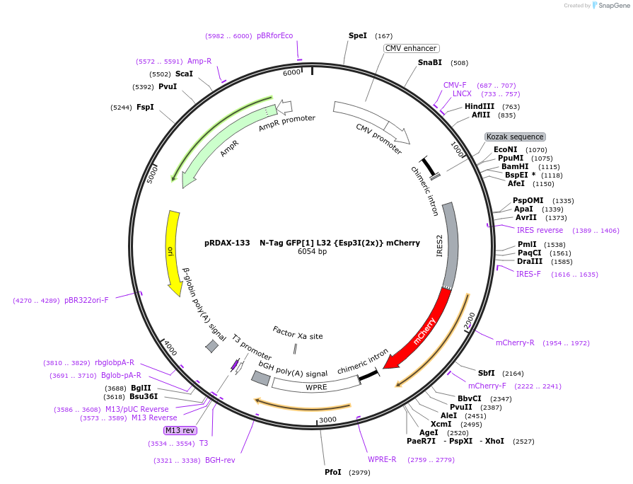 129887-plasmid-map-sequence-id-265053