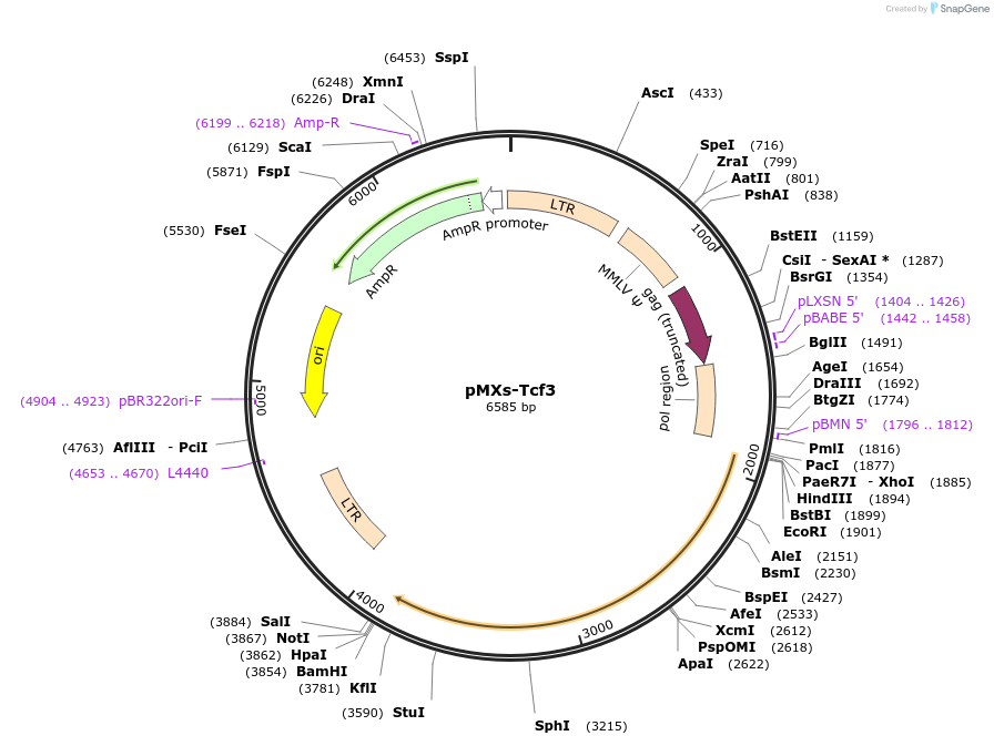 131598-plasmid-map-sequence-id-265070