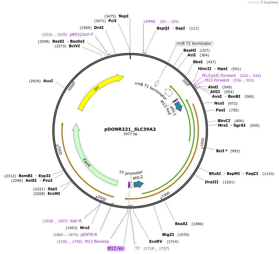132093-plasmid-map-sequence-id-265076