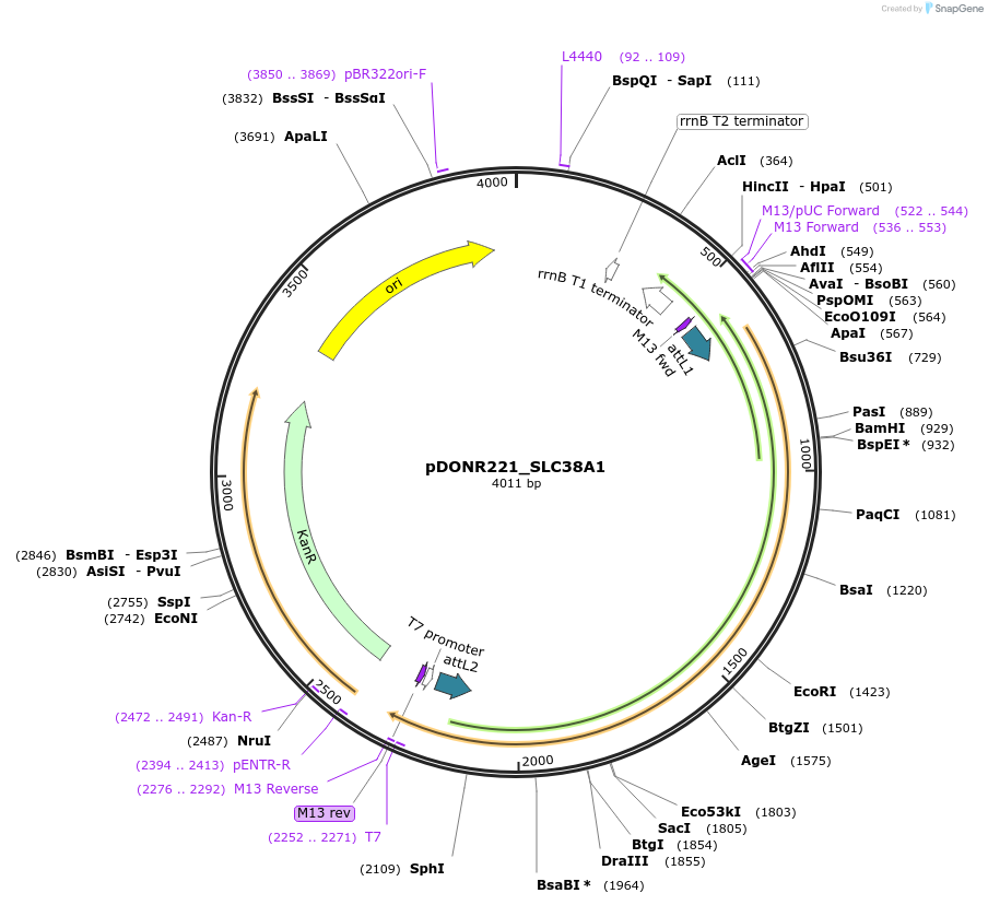 132095-plasmid-map-sequence-id-265079