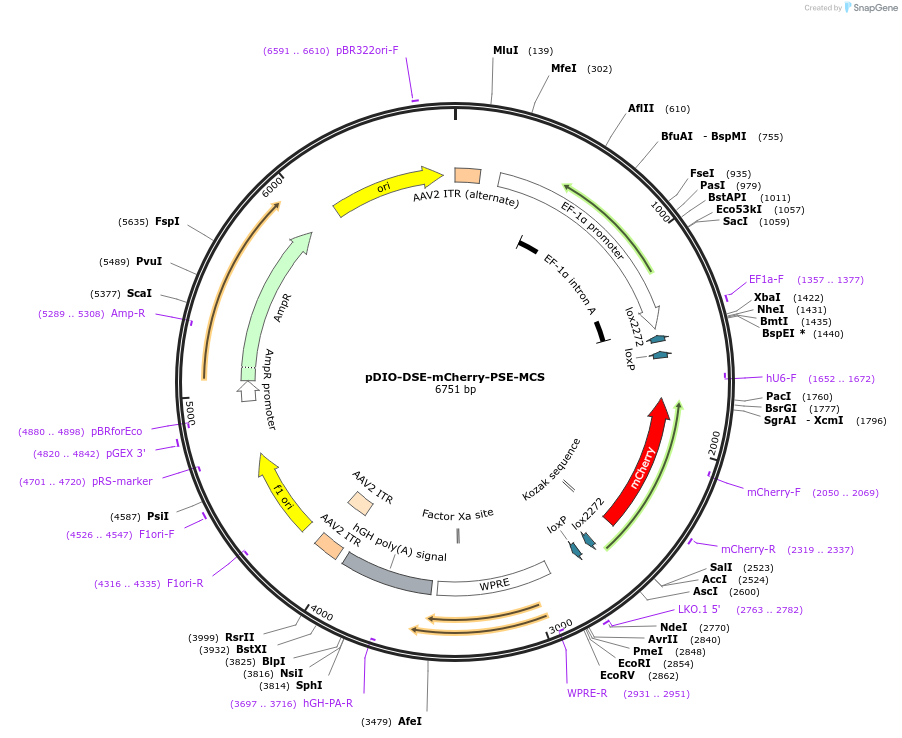 129669-plasmid-map-sequence-id-265127