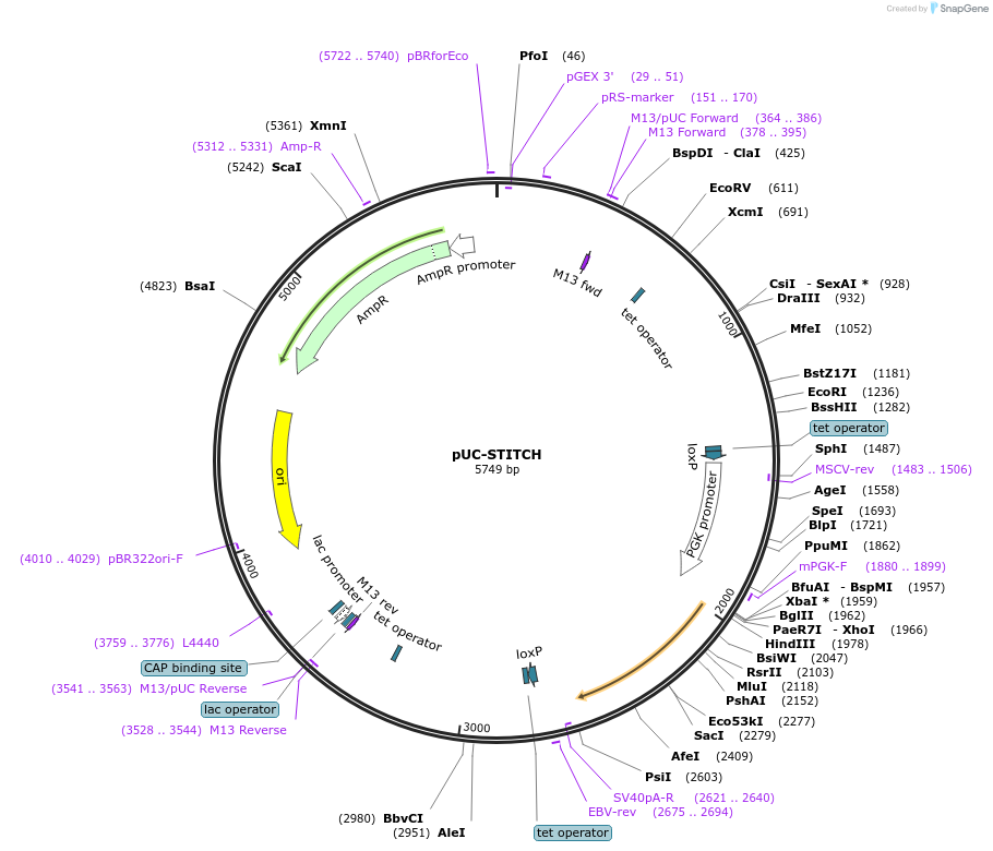 129535-plasmid-map-sequence-id-265185