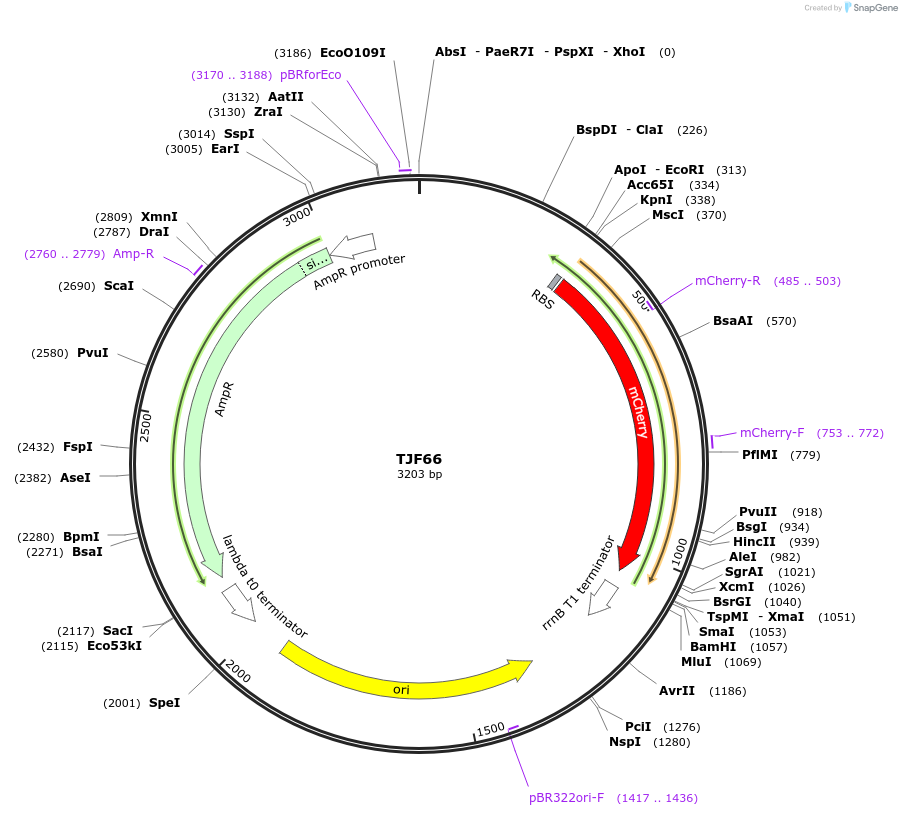 132574-plasmid-map-sequence-id-265191